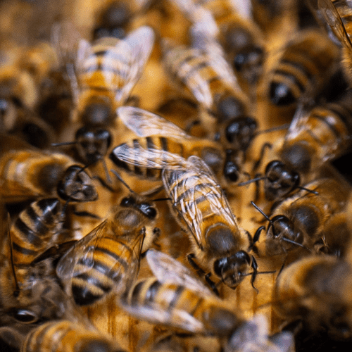 Honningbier Nordsjælland