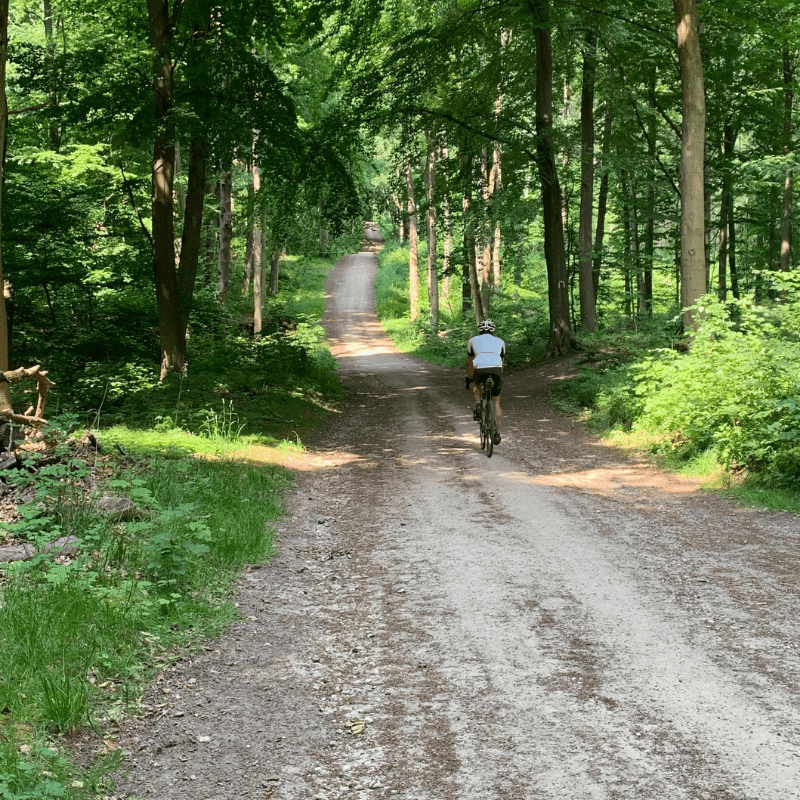 Folehaveskoven skovsti cyklist skov Mathildestien Rungsted