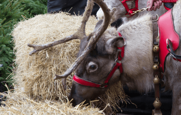 Julemandens rensdyr i Hørsholm Midtpunkt