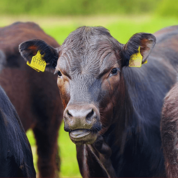 Køerne er kommet på græs i Usserød Ådal