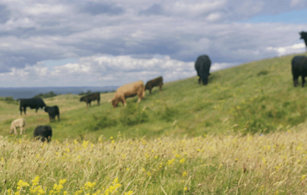 Livestreaming: Fortidens og fremtidens natur