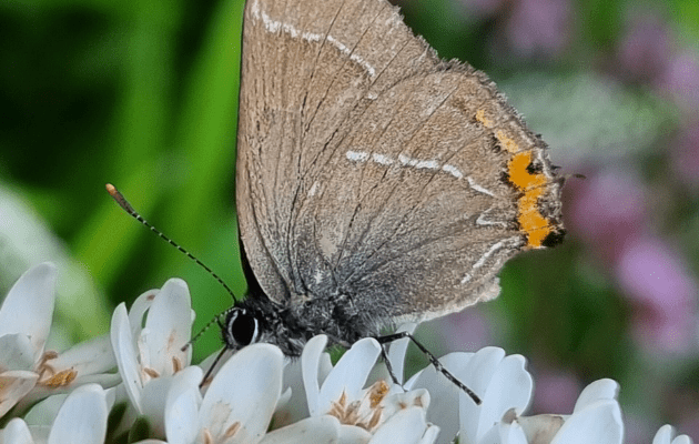 Sommerfugletur