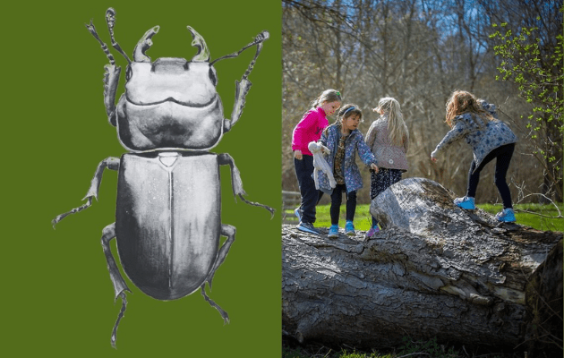 Hørsholm & Rungsted https://horsholm-rungsted.dk/efteraarsferie-guide/ Skovbanko med naturvejlederen i Fuglereservatet på Karen Blixen Museum