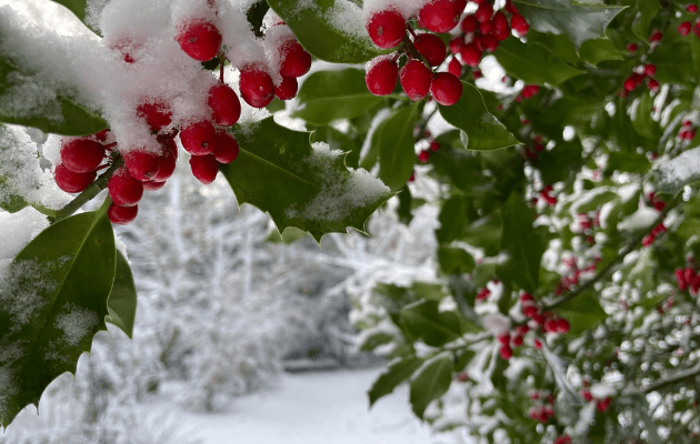 Hørsholm & Rungsted https://horsholm-rungsted.dk/naturoplevelser/ Arboretet Hørsholm kristtorn i snevejr