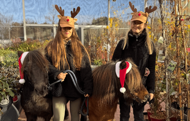 Gratis jule-ponyridning